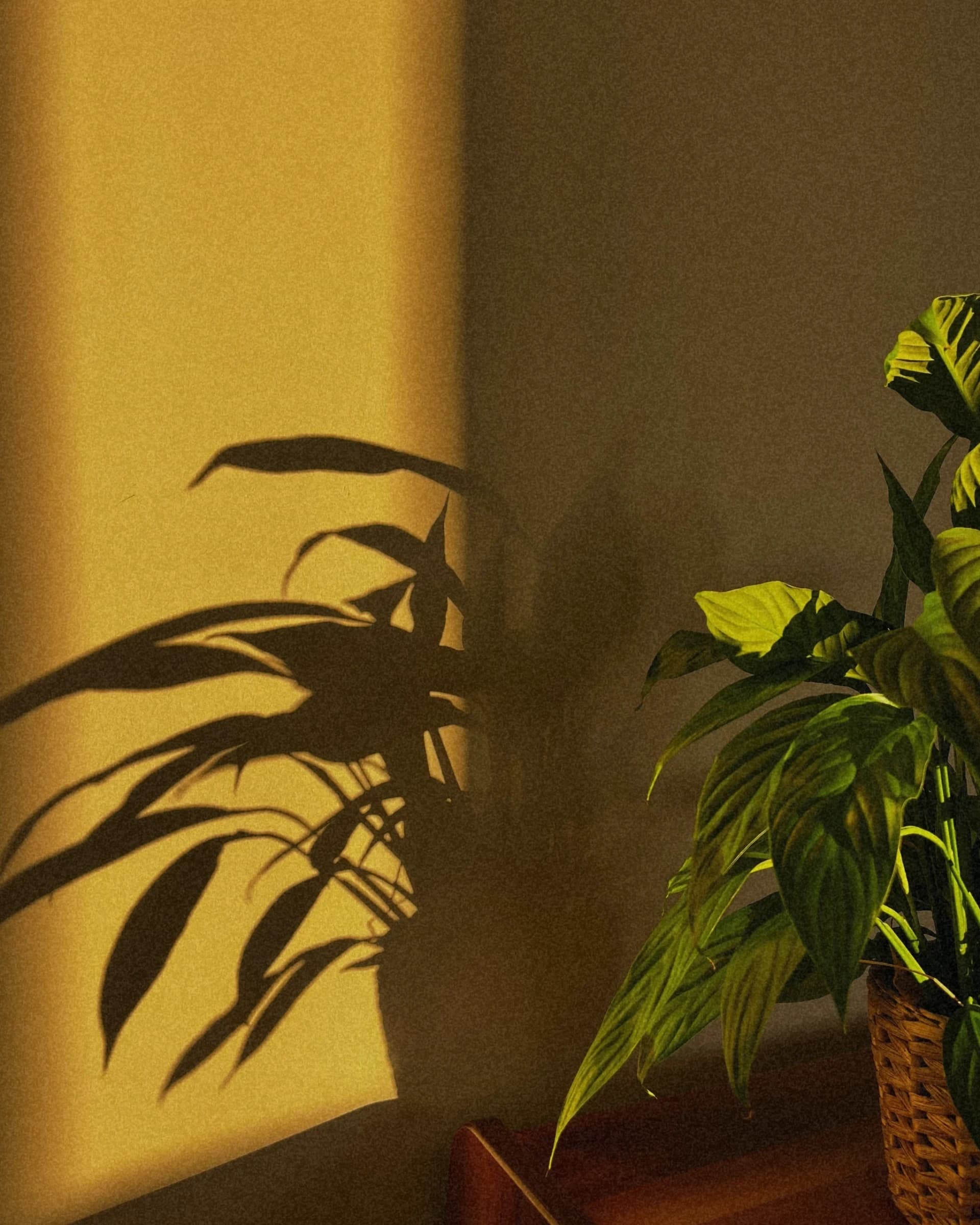 Sunlit corner of a clinic treatment room with a potted plant casting shadows on warm yellow and neutral walls